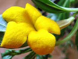 Image result for Pterodiscus angustifolius