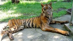 Gratis untuk komersial tidak perlu kredit bebas hak cipta. 10 Gambar Binatang Jadi Kurus Di Zoo Surabaya Indonesia