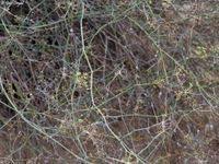 Image result for Deverra burchellii