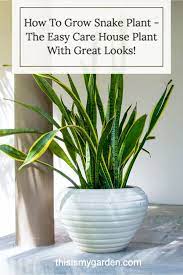 How To Grow Snake Plant The Easy Care House Plant With Great Looks In 2021 Plants Growing Plants Indoors Snake Plant