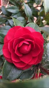 March Perfect Red Camellia With Images Camellia Flower Planting Flowers Beautiful Roses