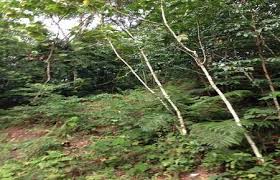 Bukit kiara peak 258m, angkor wat tree, big rock, bamboo tunnel, twin peaks and waterfall. Bukit Kiara Federal Park Kuala Lumpur Ticket Price Timings Address Triphobo