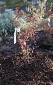 Heidelbeeren Richtig Pflanzen Heidelbeeren Pflanzen Pflanzen Garten Pflanzen