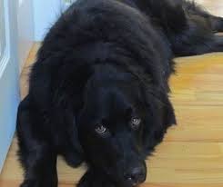 Black Bernese Mountain Dog Google Search In 2020 Golden Mountain Dog Burmese Mountain Dogs Mountain Dog Breeds
