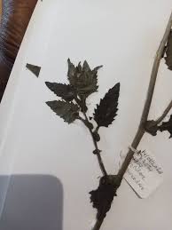 Image result for Erigeron steudelii