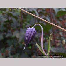 Image result for Clematis dolichopoda