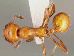 Image result for Huberantha mossambicensis