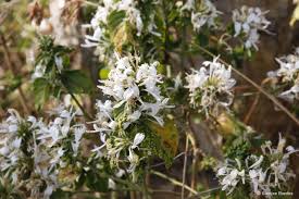 Image result for Hypoestes aristata