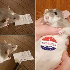 21 Reasons Rats Actually Make Amazing Pets
