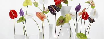 Jun 18, 2021 · how long do cut peonies last? 4 Useful Tips To Make Your Flowers Last Longer