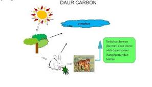 Sejumlah besar karbon organik dapat ditemukan baik pada organisme hidup dan bahan organik mati. Siklus Karbon Pengertian Sumber Proses Penyimpanannya