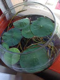 Lotus flower is very beautiful and can be easily grown at home through seeds and roots.it needs full sun light for about 6 hrs. Lots Of Lovely Lotus Leaves Winci S Urban Food Garden Experiment