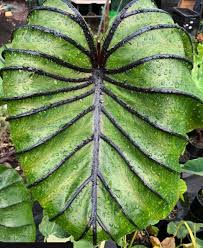 Image result for Prismatocarpus cordifolius