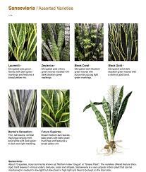 Sansevieria X2f Assorted Varieties Sansevieria About 70 Species More Commonly Known As Mother In Law Tongue Sansevieria Plant Plants Foliage Plants