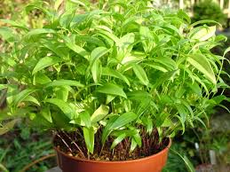 Image result for Littonia modesta