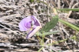 Image result for Vigna vexillata