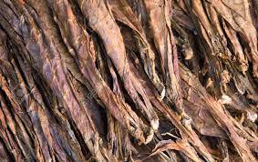 Check spelling or type a new query. Tobacco Leaves Background Closeup Photo Pile Of Gold Tobacco Stock Photo Picture And Royalty Free Image Image 91587917