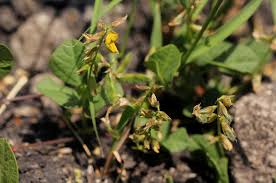 Image result for Rhynchosia sublobata