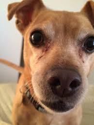 Justanswer.com has been visited by 100k+ users in the past month Animal Kindness Veterinary Hospital 4910 E Bonanza Rd Las Vegas Nv 89110