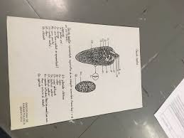 Pin On Parasito