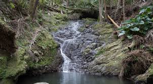 We did not find results for: Puerto Rico Rainforest Tour Local Guest Toro Negro Hike