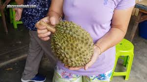 Musang king ialah jenis durian yang paling jenis durian seterusnya ialah durian golden phoenix. Thailand Durians Review Thai Durian Chanee Youtube