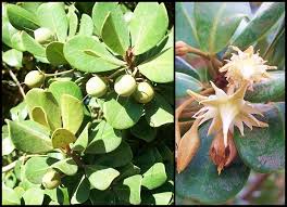 Image result for Mimusops obtusifolia