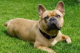 They like to play rough, so make sure you choose durable toys. At What Age Can You Breed A French Bulldog Unusual Facts About Frenchie Breeding Anything French Bulldog