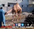 Camel qurbani in city 2014(qurbani eid 2014) 6 months ago 0 215 please enter email address автор: Just Articles Hd Qurbani Videos