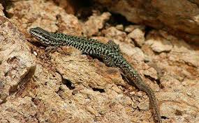 The common names refer directly to their horns or to their flattened, rounded bodies, and blunt snouts. Study Shows Impact Of Feral Cats On Lizards In Greek Islands