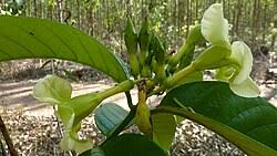 Image result for Dewevrella cochliostema