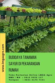 Kalau mau cepat panen bisa pilih sayuran dan buah yang butuh waktu tanam menanam dengan sistem hidroponik ataupun menggunakan tanah bisa jadi pilihan di rumah. Budidaya Tanaman Sayur Di Pekarangan Rumah Sayuran Pekarangan Tanaman