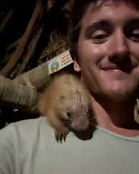 Met the coolest little dude out in the Colombian country side! A baby  prehensile tail porcupine, without a doubt a highlight of the trip!