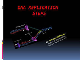 Dna Replication Steps Authorstream