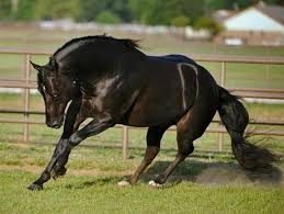 Paint Black And Brown Horse Stunning With Images Reining Horses Horses Pretty Horses