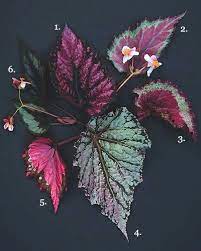Pin On Begonia