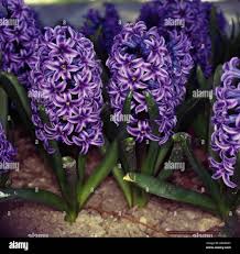 Image result for Hyacinthaceae