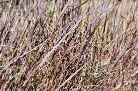 Image result for Panicum pusillum