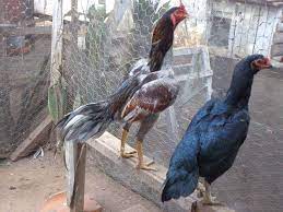 Bentuk dan model kaki ayam petarung pukul saraf/ko. Ayam Pukul Mematikan Ko Karakteristik Sisik Kelebihan Melatih