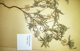 Image result for Spermacoce radiata