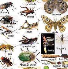 Insect is also very damaging pests of corn; Sing Soar Slide Sting Slap Scratch Filipino Journal