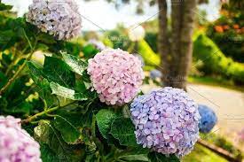 Hydrangea Flowers In Dalat Flower Park Vietnam Hydrangea Flower Blue Hydrangea Flowers Flower Images
