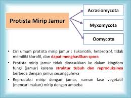 Rpp sma kelas x k13. Struktur Tubuh Protista Mirip Jamur Air