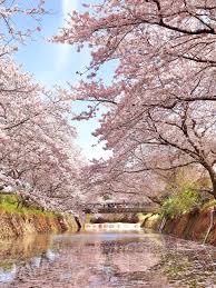 船に乗って桜のトンネルを楽しむ 勝浦町のさくら祭り – 勝浦町観光情報サイト 阿波かつうら