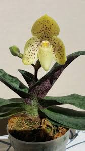 Image result for Pachycarpus concolor