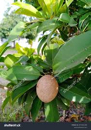 Image result for Sapotaceae