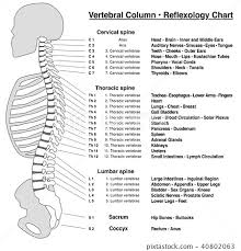 spine column reflexology chart vertebrae stock