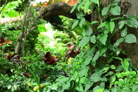 As omnivores, they feed on a variety of foods including insects, flowers, leaves, fruits, vegetables, and mold. How To Get Rid Of Earwigs In The Garden