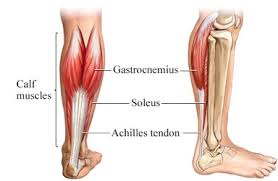 The lower leg anatomy is composed of five distinct parts: The Lower Leg The Calf And The Shin
