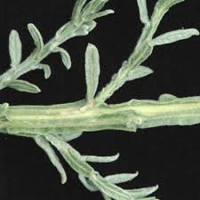 Image result for Laggera decurrens